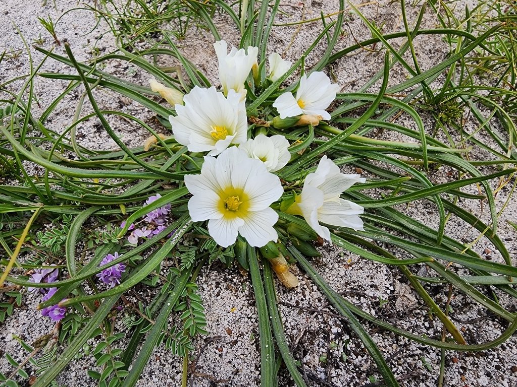 Calandrinia carolinii photograph 2