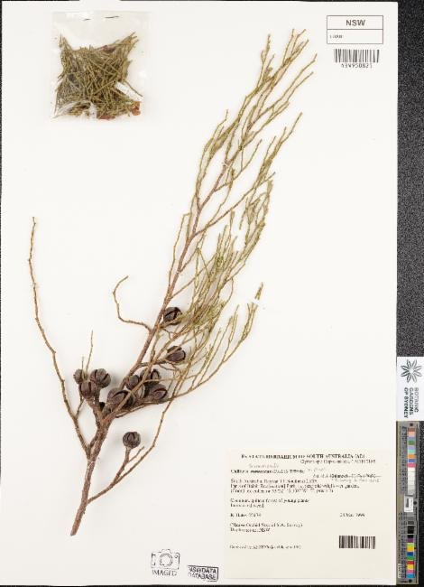 Callitris drummondii photograph 3