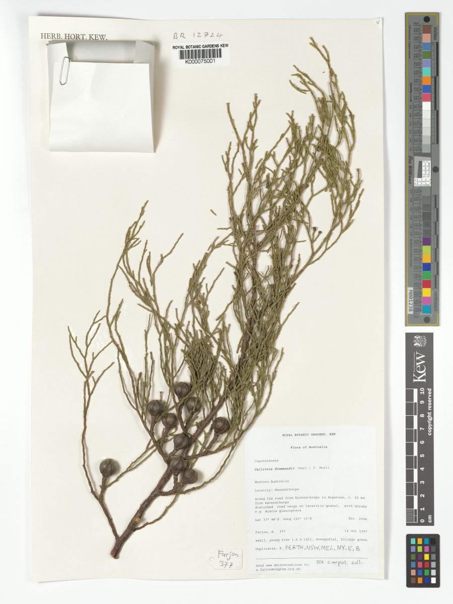 Callitris drummondii photograph 6