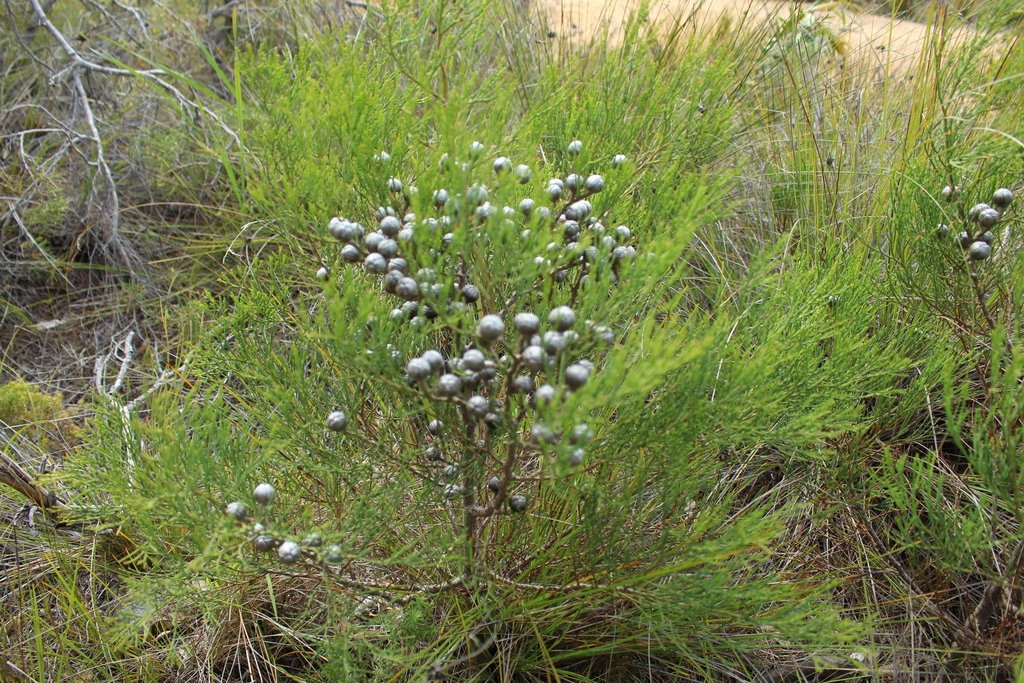 Callitris drummondii