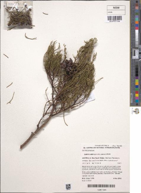 Callitris oblonga subsp. parva photograph 6