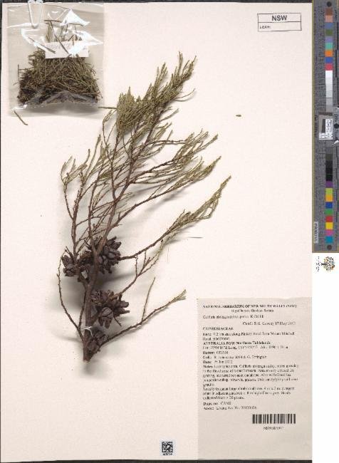 Callitris oblonga subsp. parva photograph 4