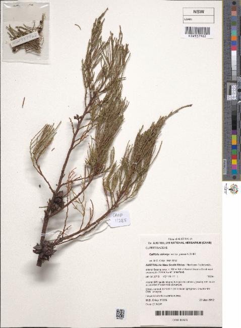 Callitris oblonga subsp. parva photograph 5