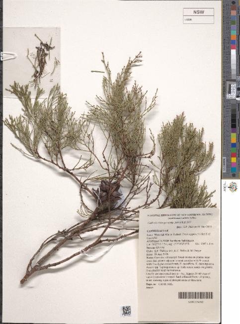 Callitris oblonga subsp. parva photograph 2
