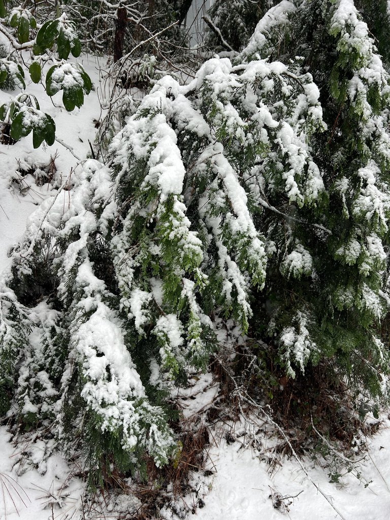 Calocedrus decurrens photograph 6