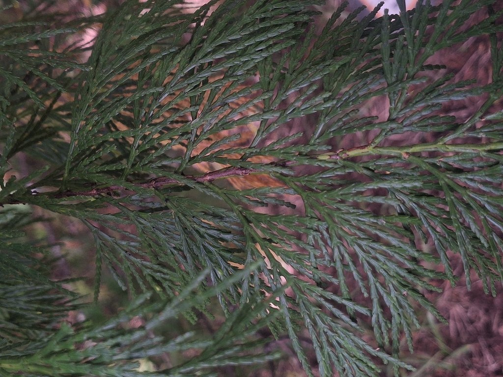 Calocedrus decurrens photograph 2