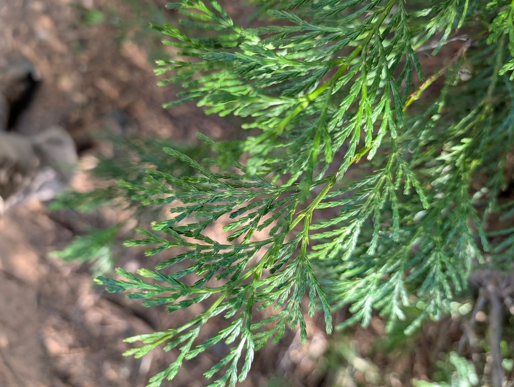 Calocedrus decurrens