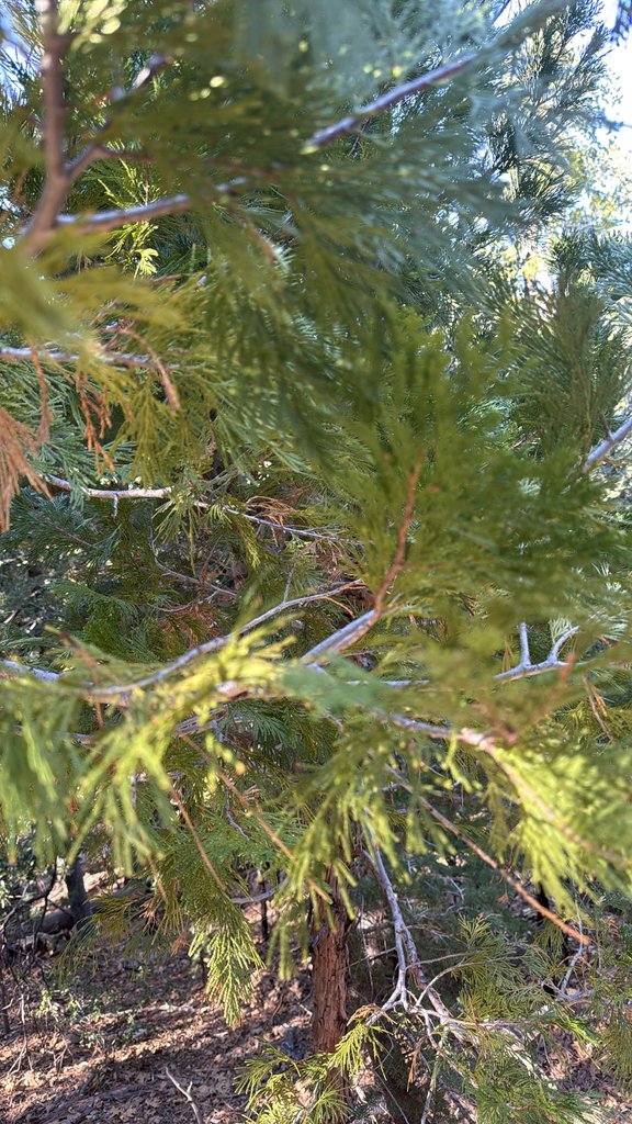 Calocedrus decurrens photograph 3