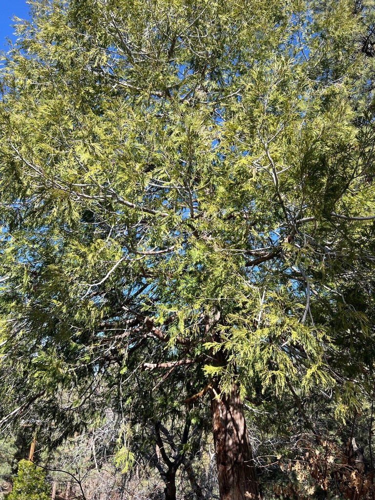 Calocedrus decurrens photograph 5