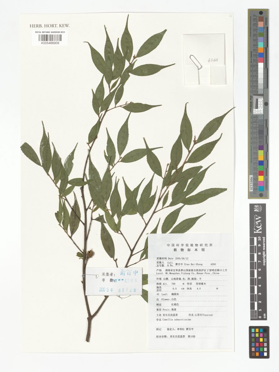 Camellia costei