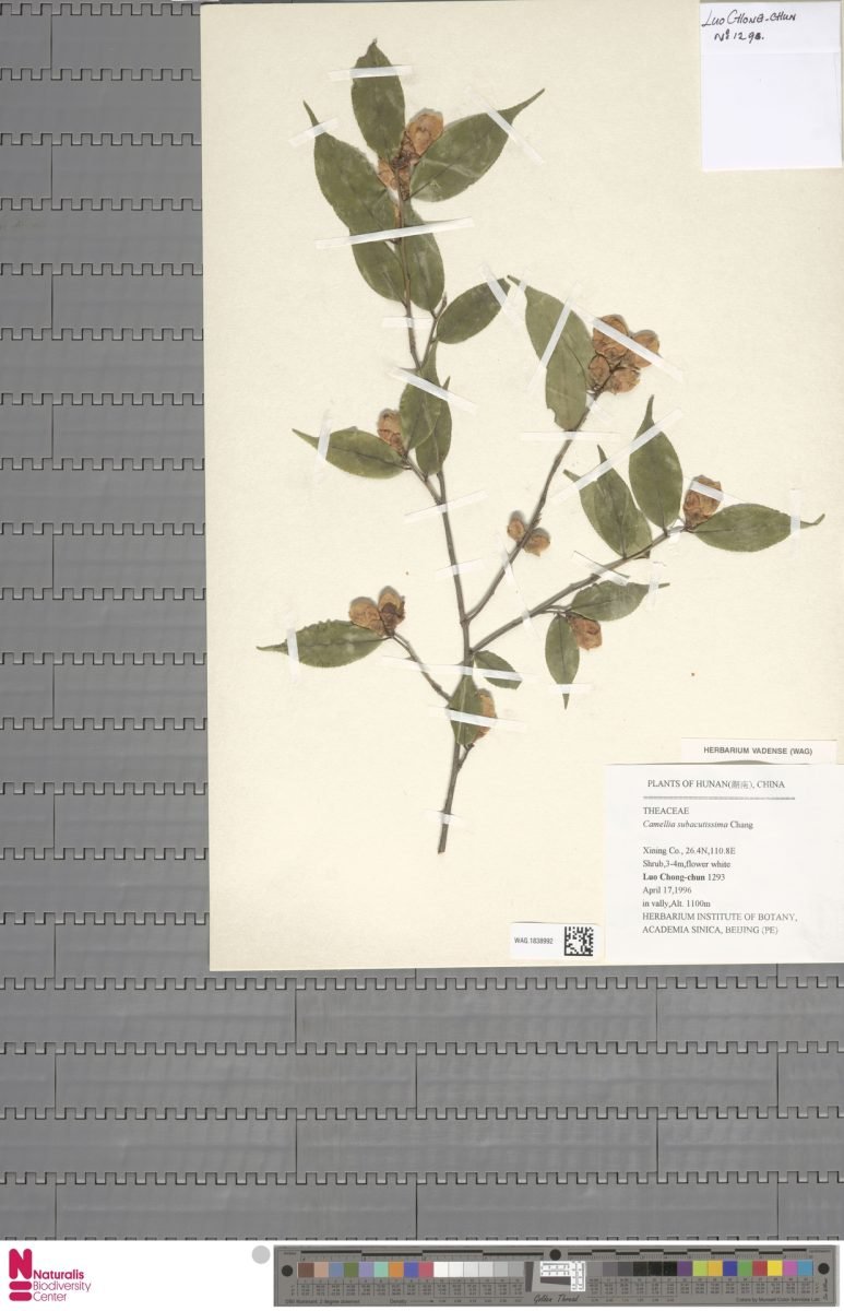 Camellia costei photograph 3