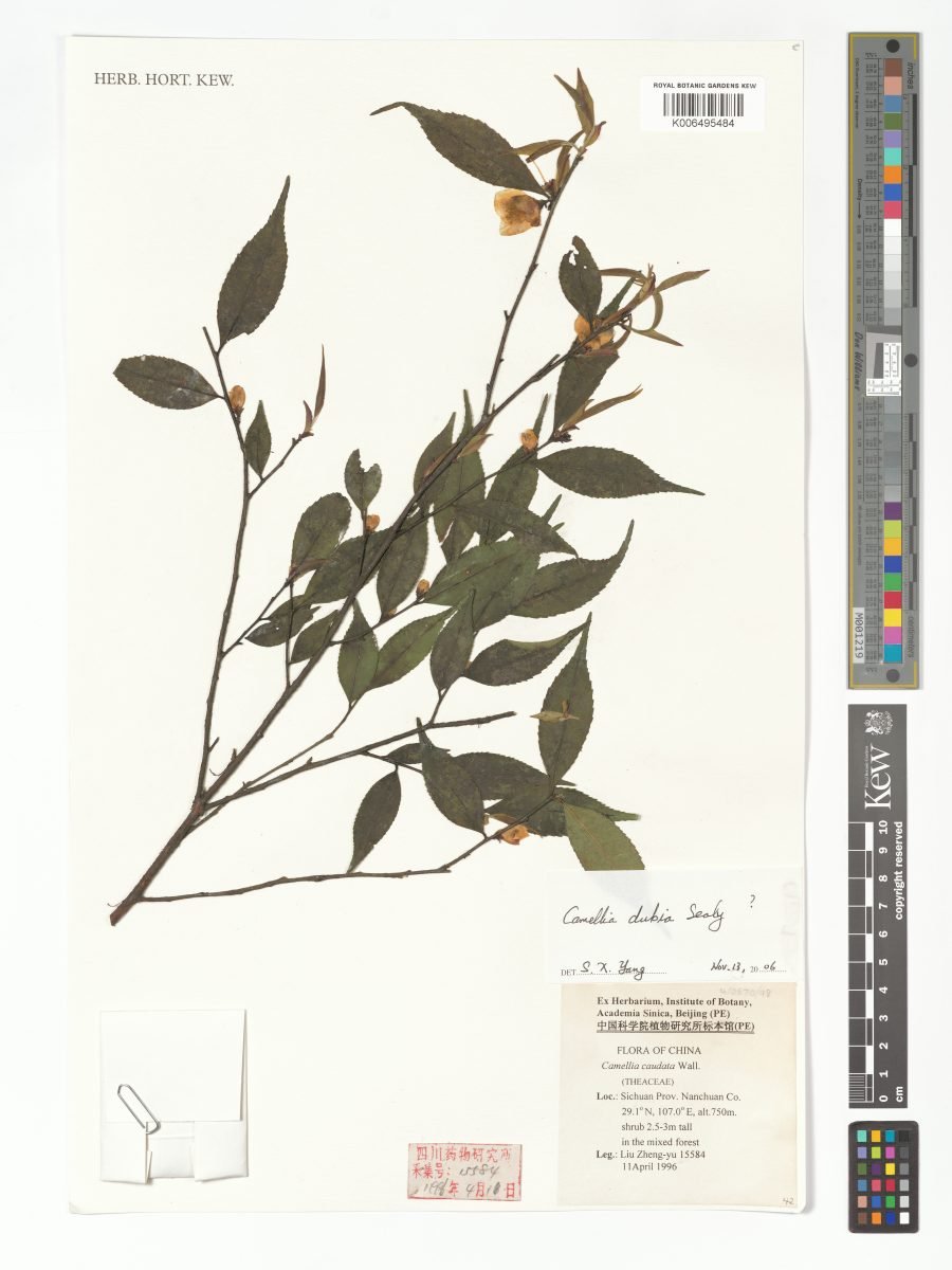 Camellia costei photograph 4