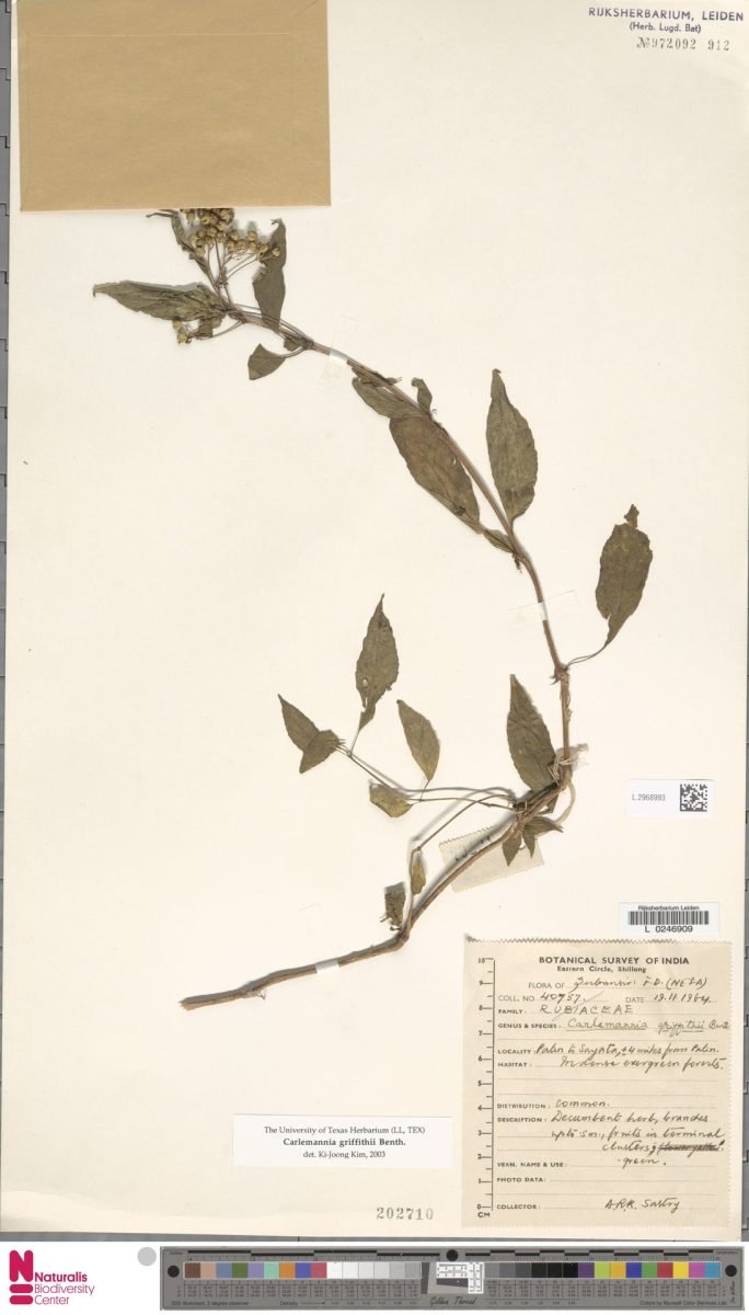 Carlemannia griffithii photograph 5
