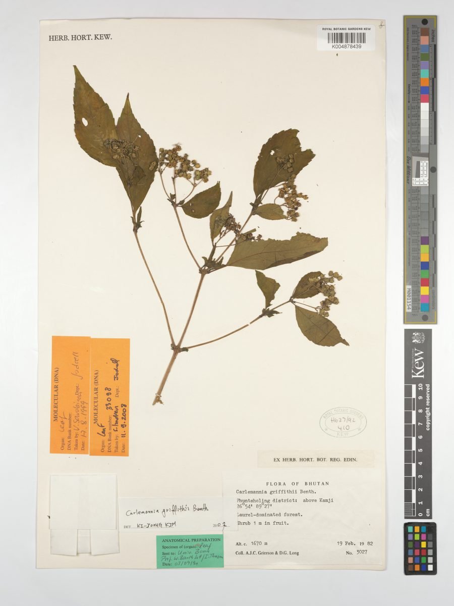 Carlemannia griffithii photograph 3