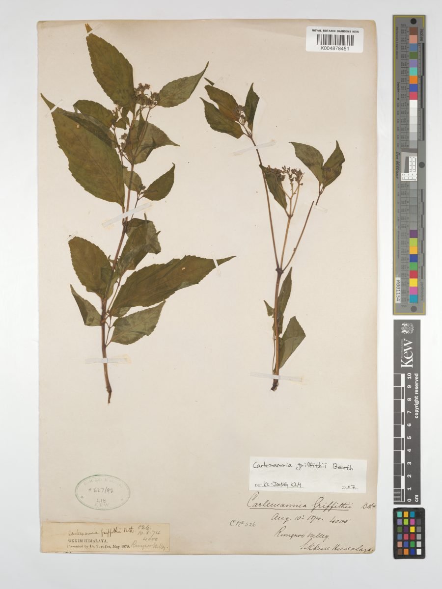 Carlemannia griffithii photograph 4
