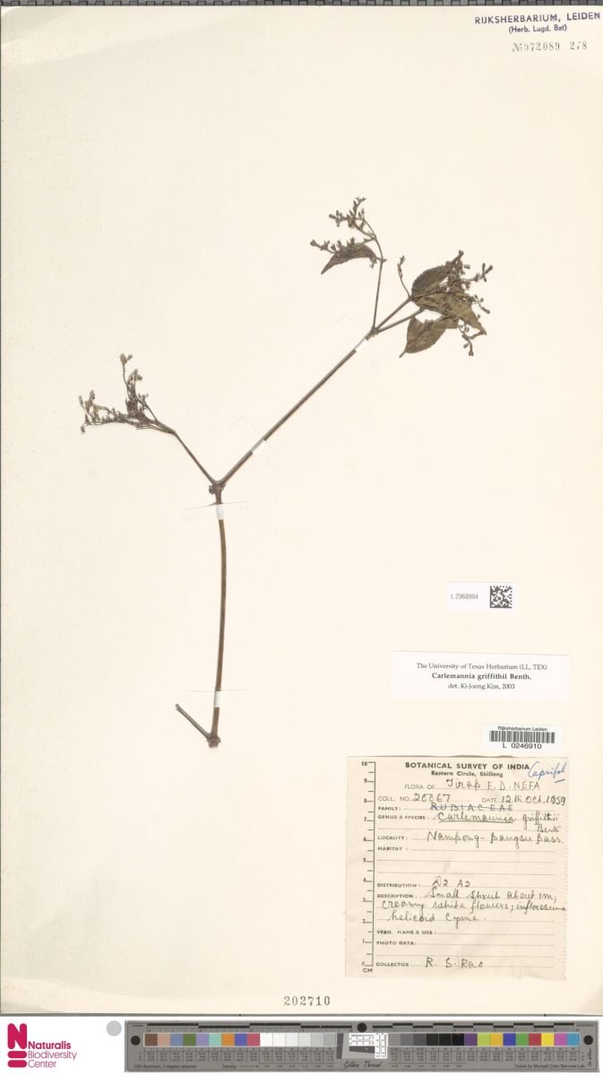 Carlemannia griffithii photograph 6