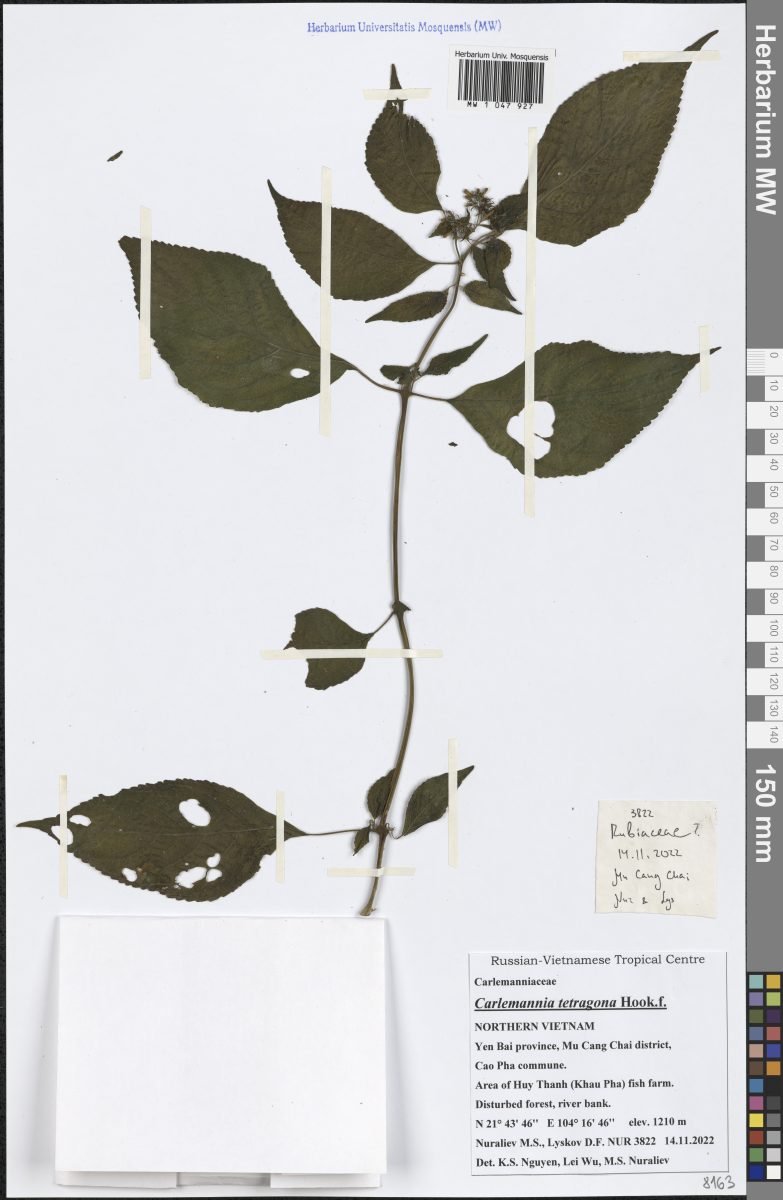 Carlemannia tetragona photograph 4