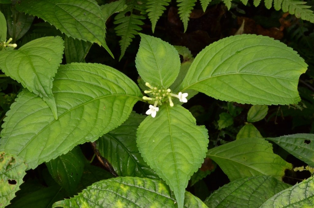 Carlemannia tetragona photograph 2