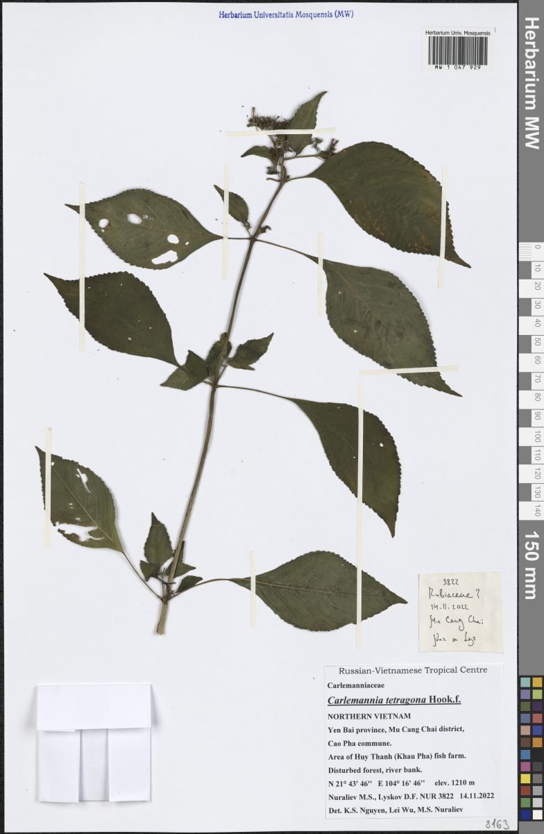 Carlemannia tetragona photograph 3