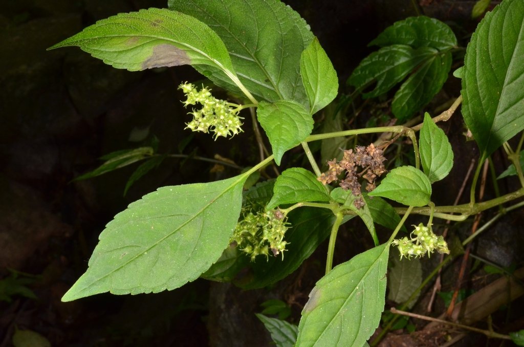 Carlemannia tetragona