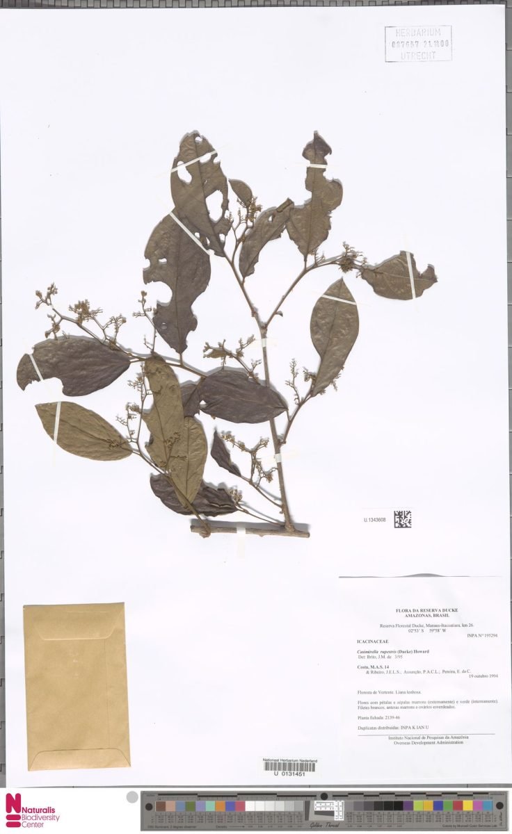Casimirella rupestris photograph 3