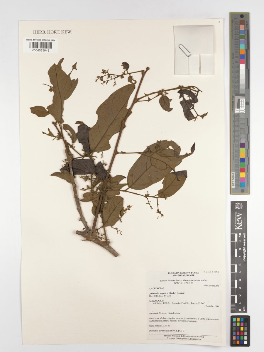 Casimirella rupestris photograph 5