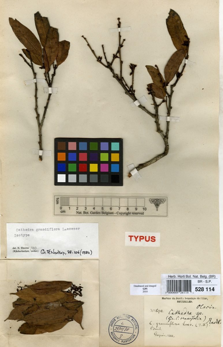 Cathedra grandiflora photograph 4