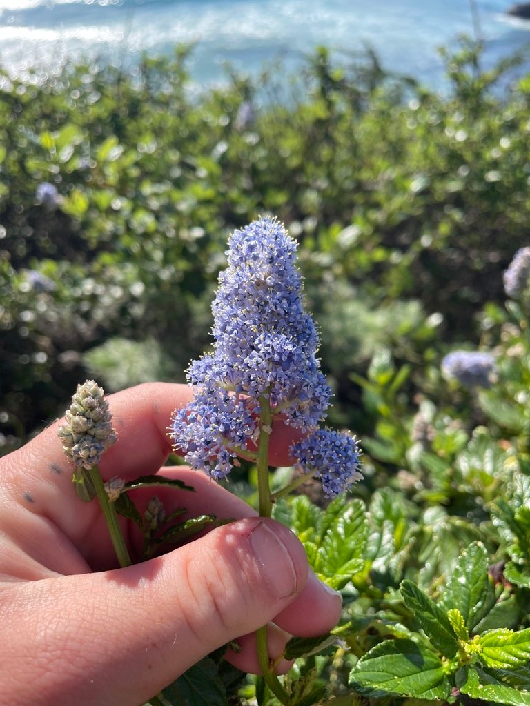 Ceanothus thyrsiflorus photograph 2