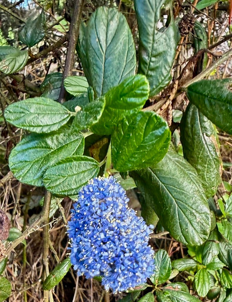 Ceanothus thyrsiflorus photograph 5