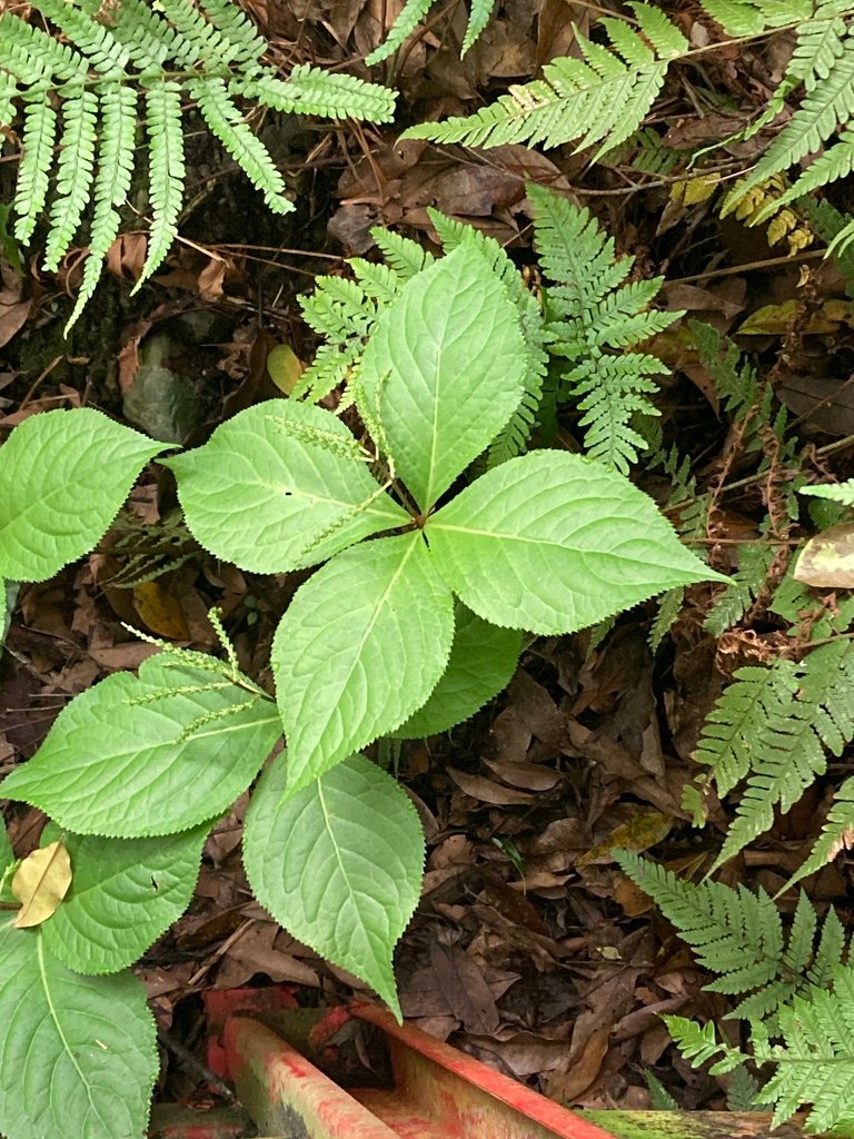 Chloranthus oldhamii photograph 4
