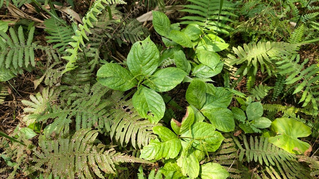 Chloranthus oldhamii photograph 5