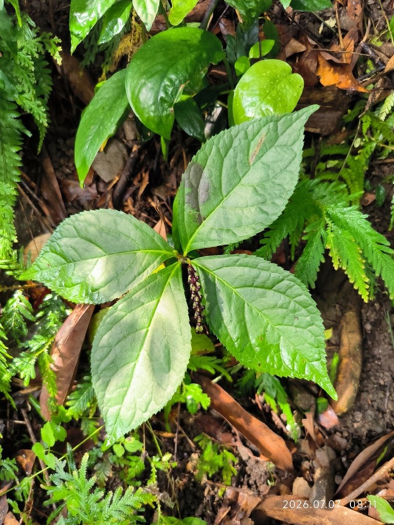 Chloranthus oldhamii photograph 6