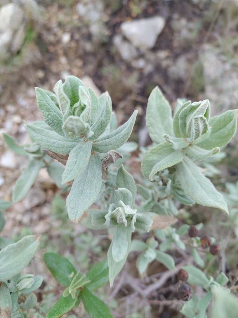 Cistus albidus photograph 5