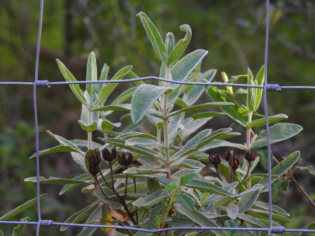 Cistus albidus photograph 2