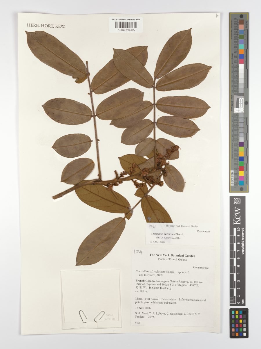 Cnestidium rufescens photograph 4