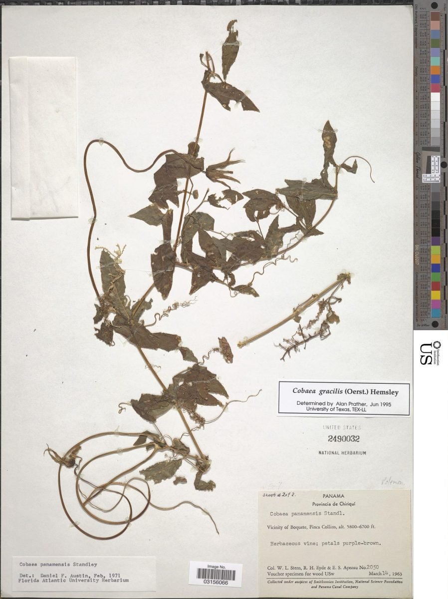 Cobaea gracilis photograph 3