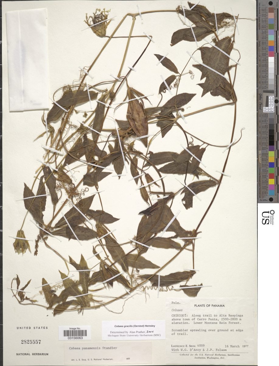 Cobaea gracilis photograph 2