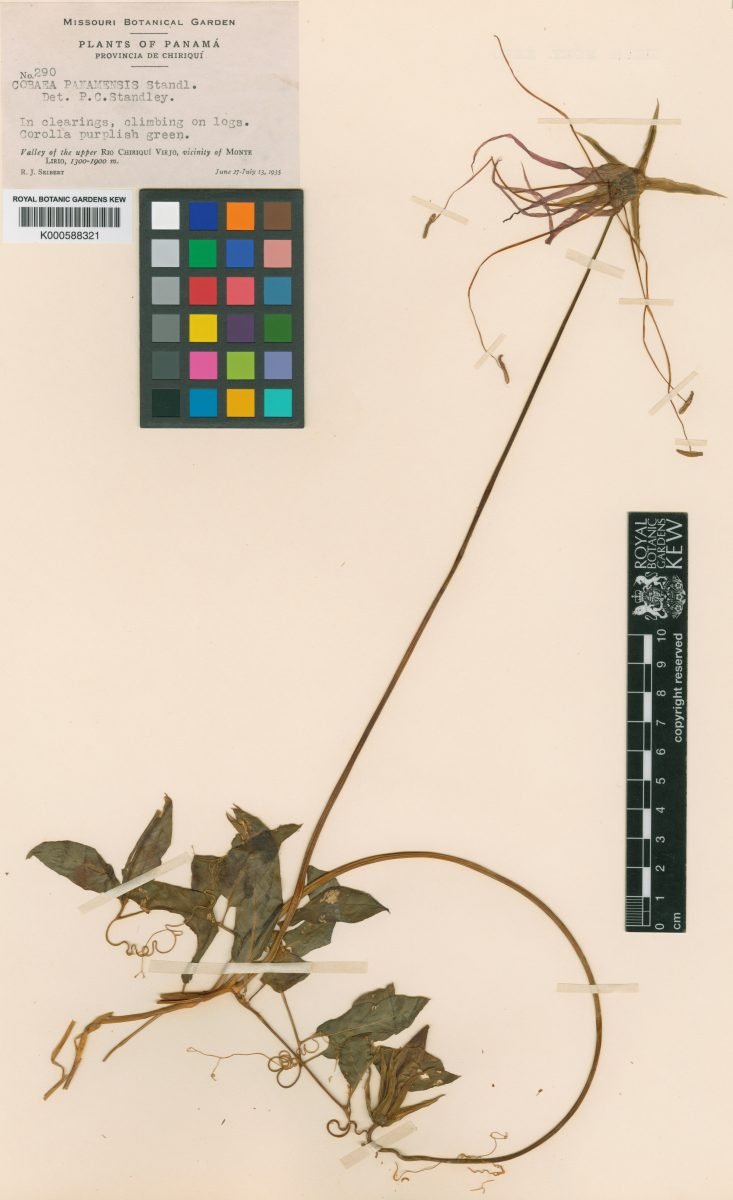 Cobaea gracilis photograph 4