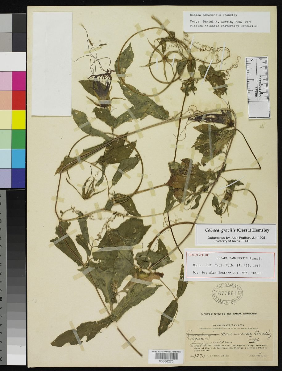 Cobaea gracilis photograph 6
