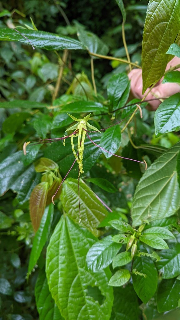 Cobaea gracilis