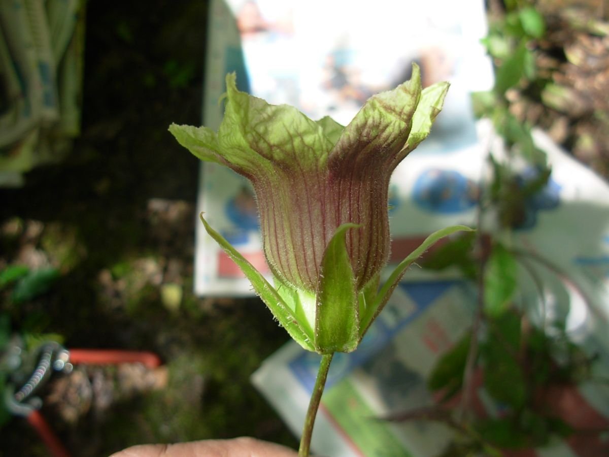 Cobaea lutea photograph 4