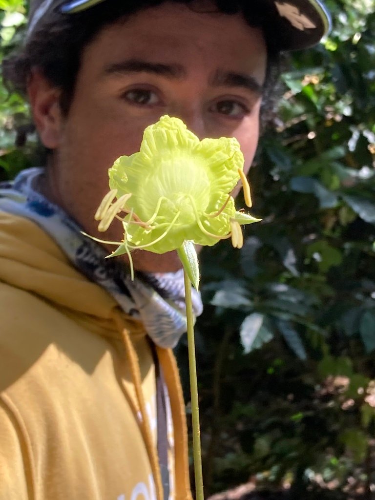 Cobaea lutea