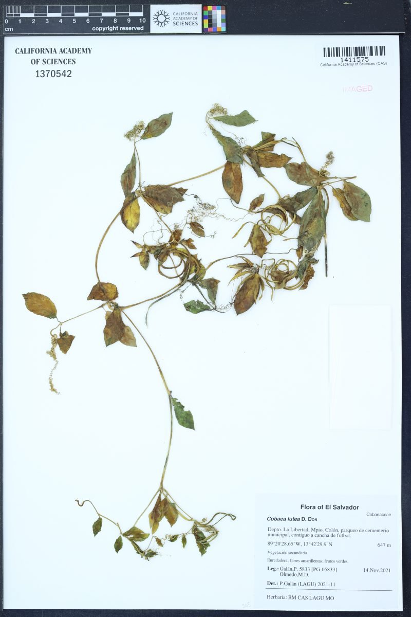 Cobaea lutea photograph 2