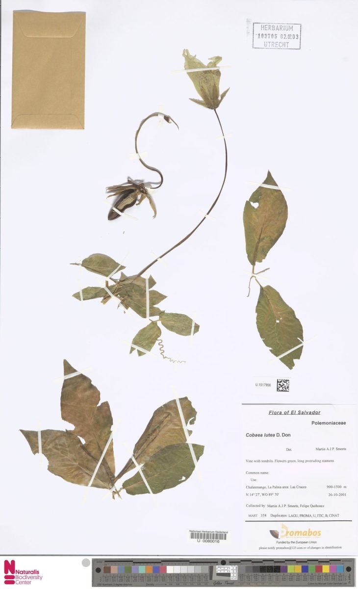 Cobaea lutea photograph 5