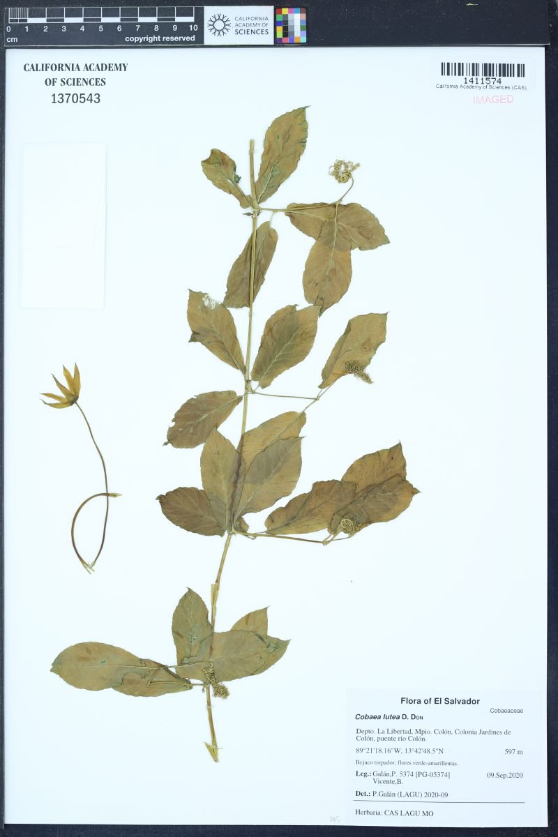 Cobaea lutea photograph 3