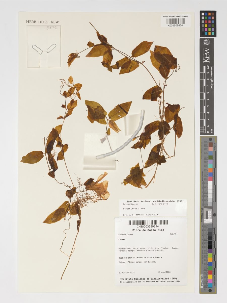 Cobaea lutea photograph 6