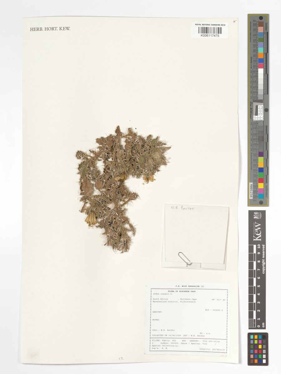 Codon royenii photograph 3