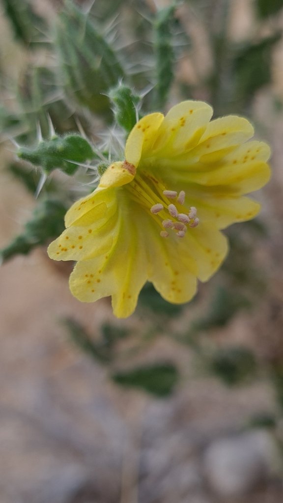 Codon schenckii photograph 5
