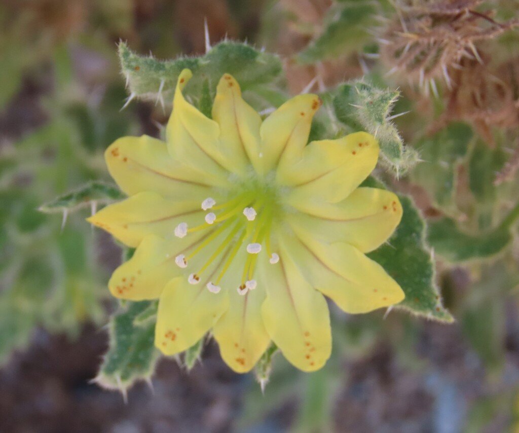 Codon schenckii photograph 3