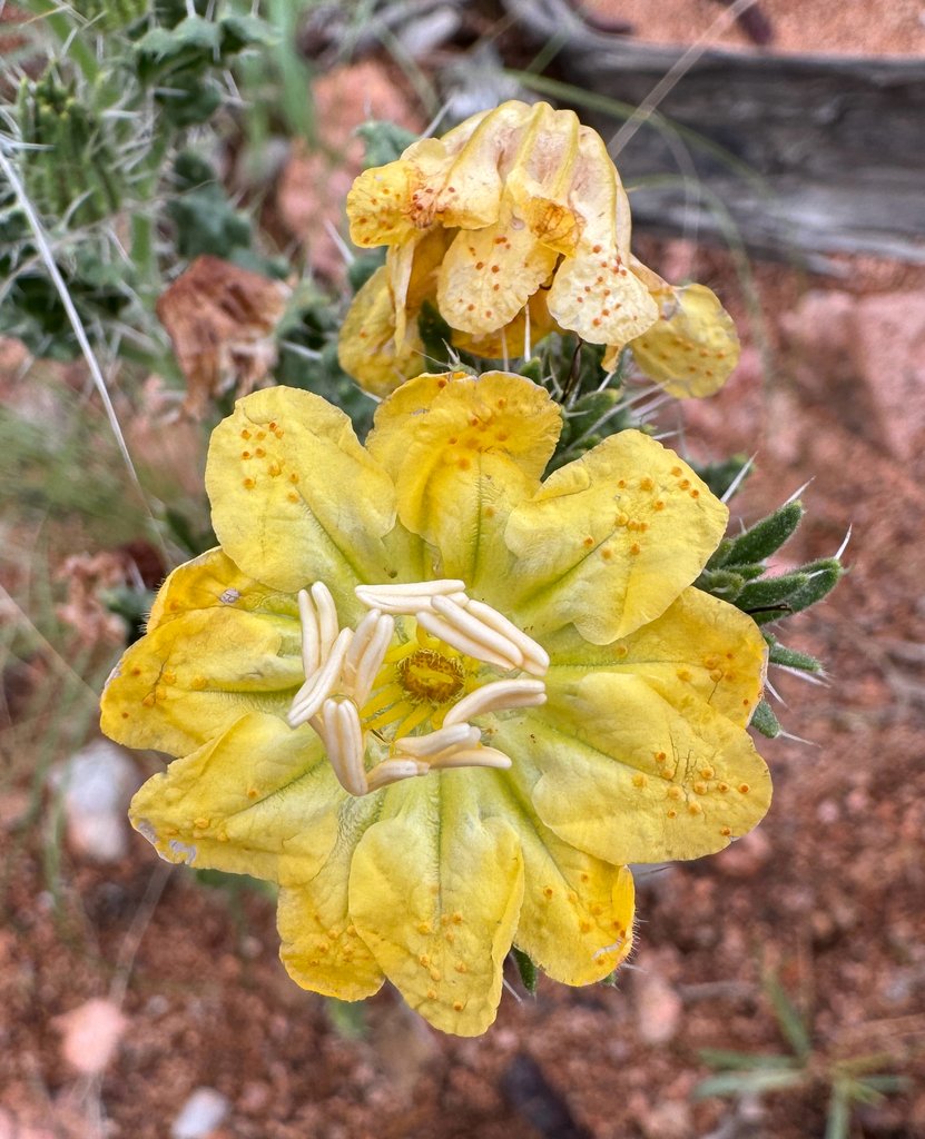 Codon schenckii
